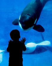 child looking at a killer whale